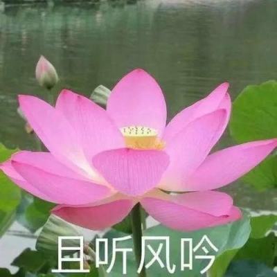 小米冒险者集结手游下载
